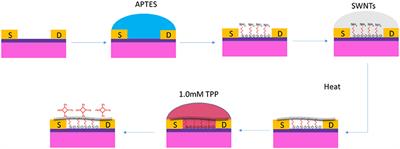 Asymptomatic Diagnosis of Huanglongbing Disease Using Metalloporphyrin Functionalized Single-Walled Carbon Nanotubes Sensor Arrays